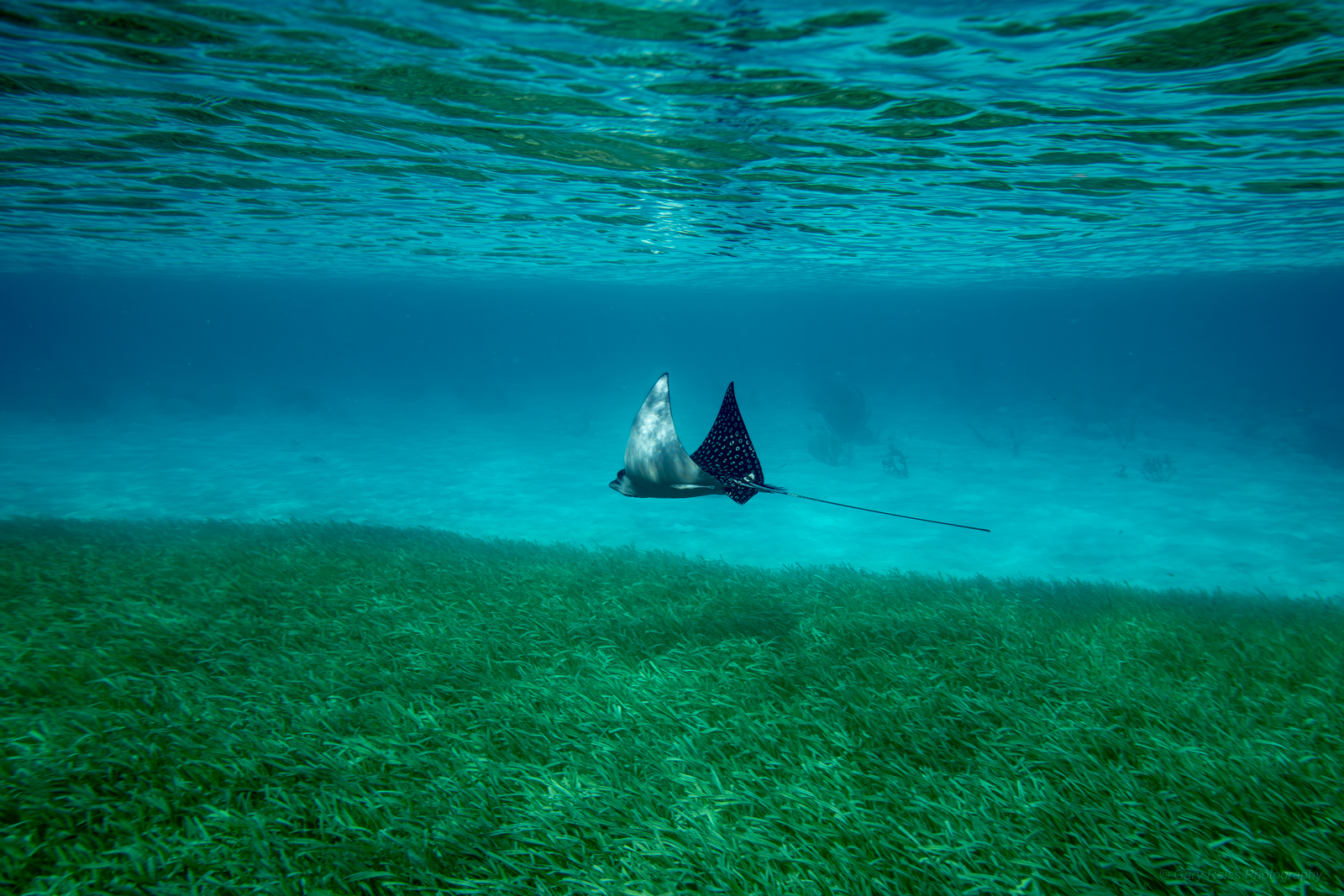 Wildlife and natural places photography by Gary Reiss